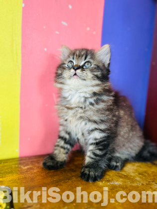 Pursian cat